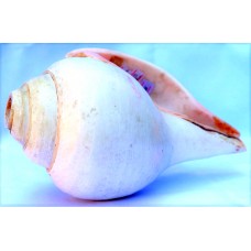 Plain Conch Shell (SANKHA), powerful ancient healing (therapeutic) instrument, White color - Medium Size