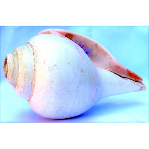 Plain Conch Shell (SANKHA), powerful ancient healing (therapeutic) instrument, White color - Medium Size Plain Conch Shell (SANKHA), powerful ancient healing (therapeutic) instrument, White color - Medium Size