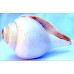 Plain Conch Shell (SANKHA), powerful ancient healing (therapeutic) instrument, White color - Medium Size Plain Conch Shell (SANKHA), powerful ancient healing (therapeutic) instrument, White color - Medium Size
