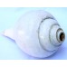 Plain Conch Shell (SANKHA), powerful ancient healing (therapeutic) instrument, White color - Medium Size Plain Conch Shell (SANKHA), powerful ancient healing (therapeutic) instrument, White color - Medium Size