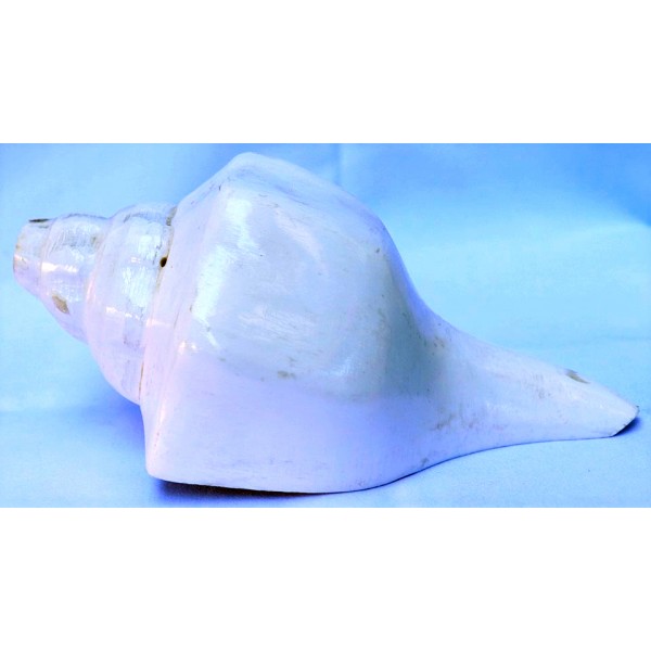 American Style Plain Conch Shell (SANKHA), powerful ancient healing (therapeutic) instrument, White color - Small Size American Style Plain Conch Shell (SANKHA), powerful ancient healing (therapeutic) instrument, White color - Small Size
